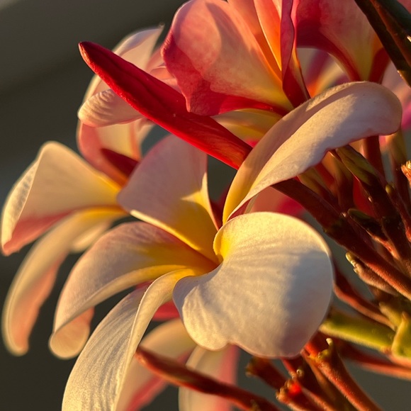 Meet your Posher, Sandy - Picture 3 of 3